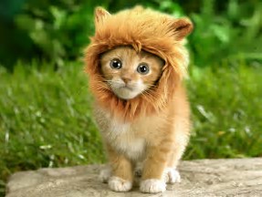a cat lion